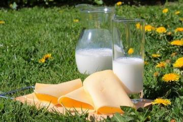 TOP 8 principais mitos sobre o leite