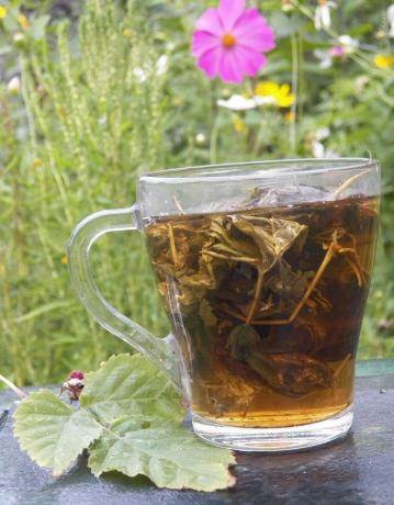 Antipirético framboesa chá de ervas