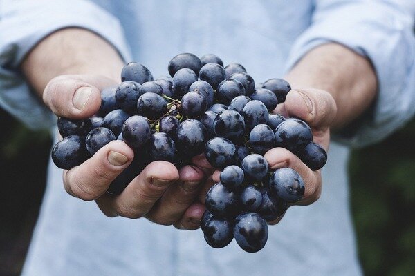 Uvas são fáceis de engasgar (Foto: Pixabay.com)