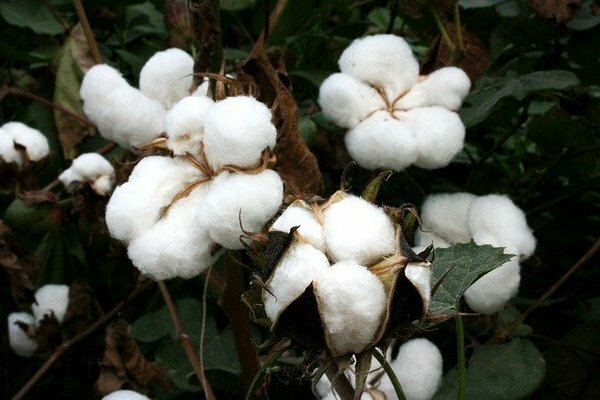 O óleo de semente de algodão é um produto bastante raro na Rússia devido ao seu alto preço (Foto: Pixabay.com)