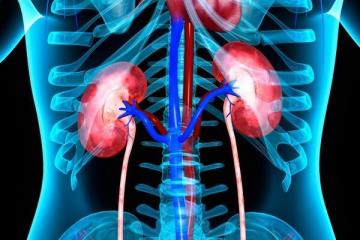 6 melhores alimentos que apoiam a saúde renal