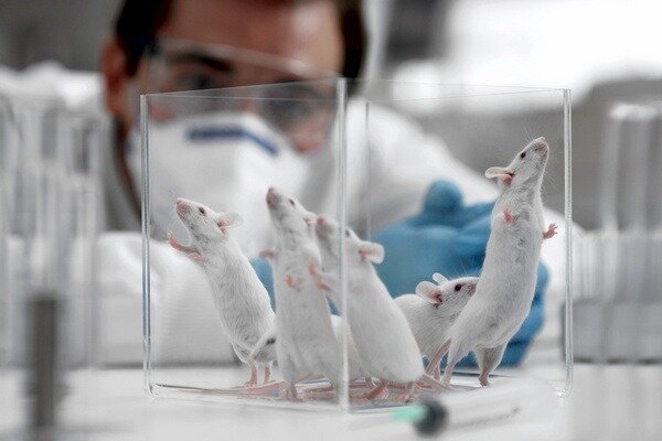 A pesquisa acabou sendo muito importante, mas é importante considerar que a estrutura de ratos e humanos ainda é diferente (Foto: newsland.com)