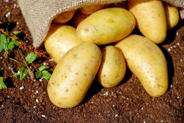 Injustamente caluniado: Dissipando os três mitos sobre os perigos de batatas