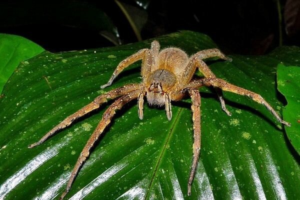 A picada de aranhas pequenas pode ser perigosa (Foto: topcafe.su)