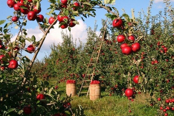 Uma maçã pode matar um cheiro ruim. (Foto: Pixabay.com)