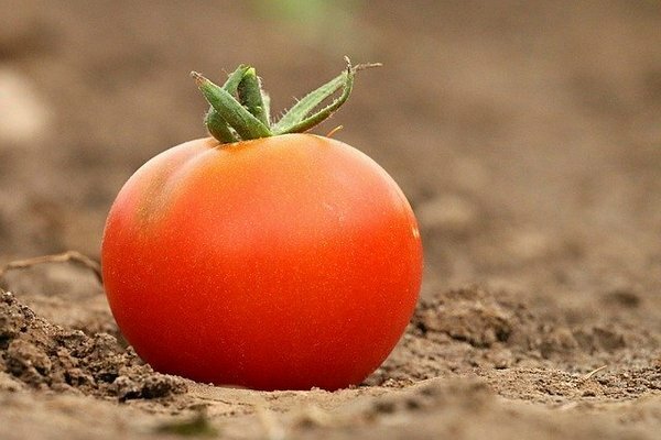 Muitas pessoas armazenam tomates na geladeira. Acontece que isso é um erro (Foto: pixabay.com)