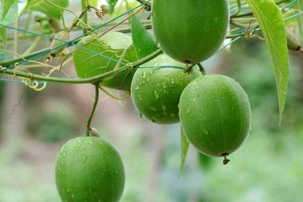 A fruta do Buda é usada em sua essência, adoçantes, remédios são feitos a partir dela (Foto: pinimg.com)