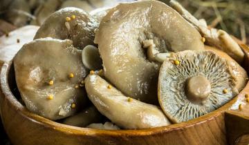 Cogumelos Solim Fria